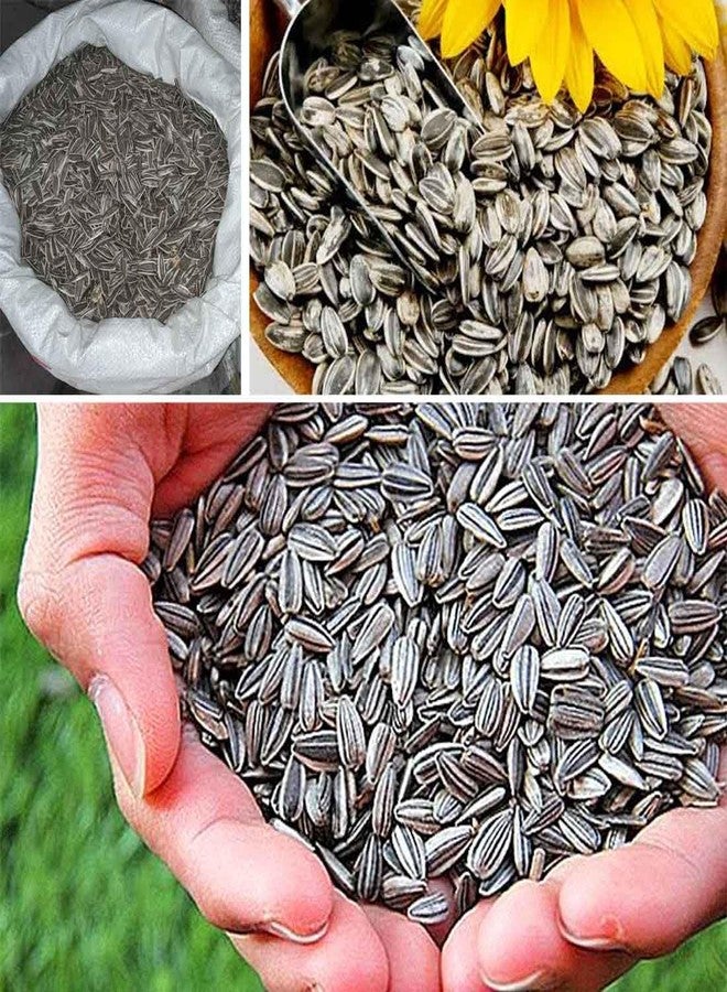 FINEWORLD, Premium Sunflower Seeds for Medium and Large Parrots, Natural Bird Food, 450g, Hand-Picked, No Preservatives, Suitable for Finches, Parakeets, African Grey, Cockatoo, Macaws - Image 4